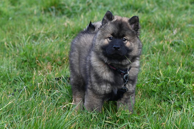 Wagging tails & windmills: Hundeventyr i hollands landskab